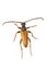 Longhorn beetle Stictoleptura rubra on a white background