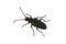 Longhorn beetle Stictoleptura scutellata on a white background