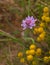 A Longhorn Beetle on a Sweet Scabious flower