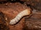 Longhorn beetle wood borer larva inside bark of tree