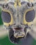 Longhorn Bettle eye