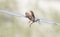 Longhorn Bettle Prionus emarginatus Impaled on Barbed Wire