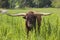 Longhorn Bull