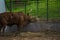 Longhorn bull close in zoo cage eats the hay