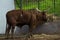 Longhorn bull close in zoo cage eats the hay