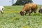 Longhorn bull grazing in a ranch meadow