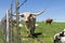 Longhorn bull looking through fence