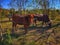 Longhorn Bull Looking Forward