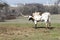 Longhorn bull scratching with horn