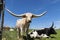 Longhorn bulls next to barbed wire fence