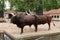 Longhorn bulls in zoo