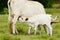 Longhorn Calf feeding