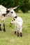 Longhorn Calf and Mom