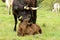 Longhorn Calf and Mom