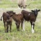 Longhorn Calves in Oklahoma