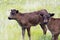 Longhorn Calves in Oklahoma