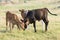 Longhorn calves at playing wild