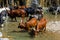 Longhorn cattle drinking water