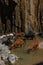 Longhorn cattle drinking water