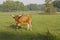 Longhorn Cattle in Florida