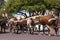 Longhorn cattle in Fort Worth Stockyards historic district