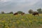 Longhorn cattle grazing in a pasture full of yellow flowers