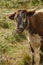 Longhorn cattle rare breed with profile look.