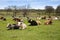 Longhorn Cattle Resting in a Green Pasture