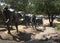 Longhorn cattle sculpture, following a trail down a hill