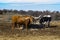 Longhorn cattle standing by feed trough