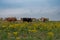 Longhorn cattle standing in a pasture full of yellow flowers