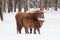 Longhorn cattle in winter