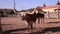 Longhorn cattles