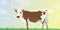 Longhorn Cow Background
