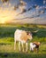 Longhorn Cow and Calves Grazing at Sunrise