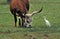 Longhorn Cow with Cattle Egret, bubulcus ibis