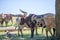 Longhorn cow in rural