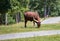 Longhorn cow in rural