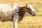 Longhorn cow standing in prairie