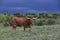 Longhorn cow with thunderstorms in background