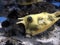 Longhorn cowfish