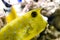 Longhorn cowfish