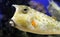Longhorn cowfish or Horned boxfish Lactoria cornuta