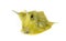 Longhorn cowfish, Lactoria cornuta