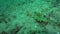 Longhorn cowfish Lactoria cornuta is eating in shallow water in Zulu sea Dumaguete