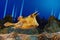 Longhorn cowfish Lactoria cornuta underwater in shallow reefs sea background