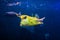 Longhorn cowfish, latin name Lactoria cornuta, also called the horned boxfish. Its primary habitat is coral reefs in lagoons, on