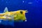 Longhorn cowfish, latin name Lactoria cornuta, also called the horned boxfish. Its primary habitat is coral reefs in lagoons, on