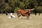 Longhorn Cows in a Field