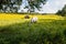 Longhorn cows graze peacefully in an expansive pasture of yellow-flowered pa meadow highlighted with summer lighting.